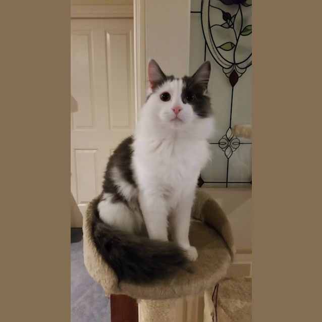 Photo of Nala