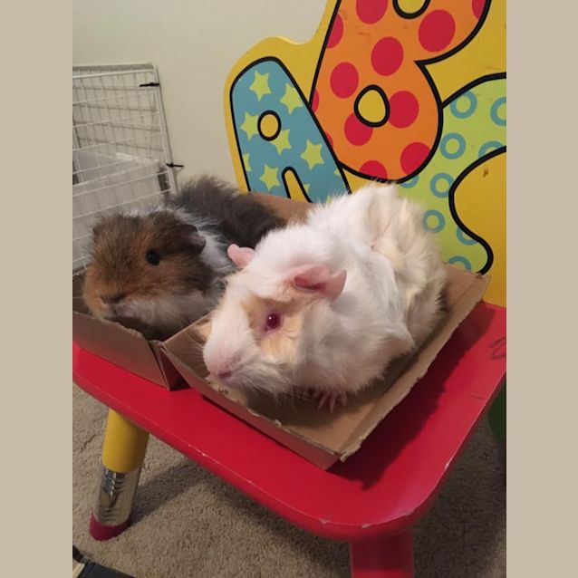 Photo of Rocket And Cricket (Indoor Home Preferred)