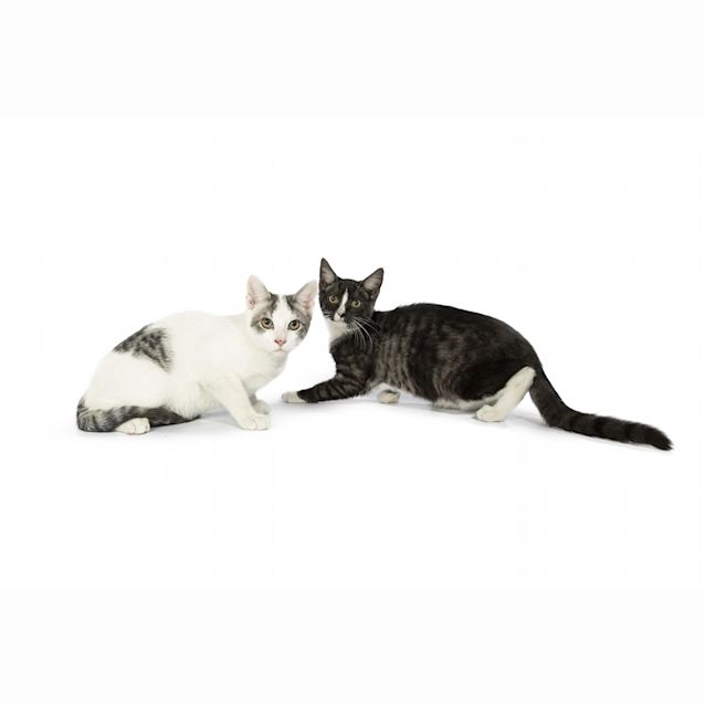 Photo of Hades & Hermes