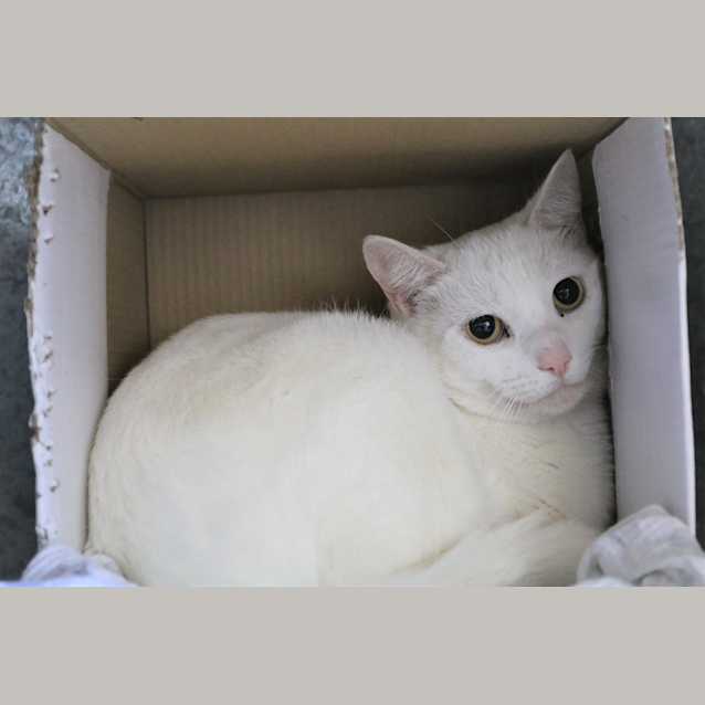 Photo of Bianco