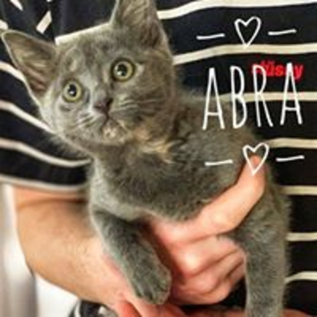 Photo of Abra