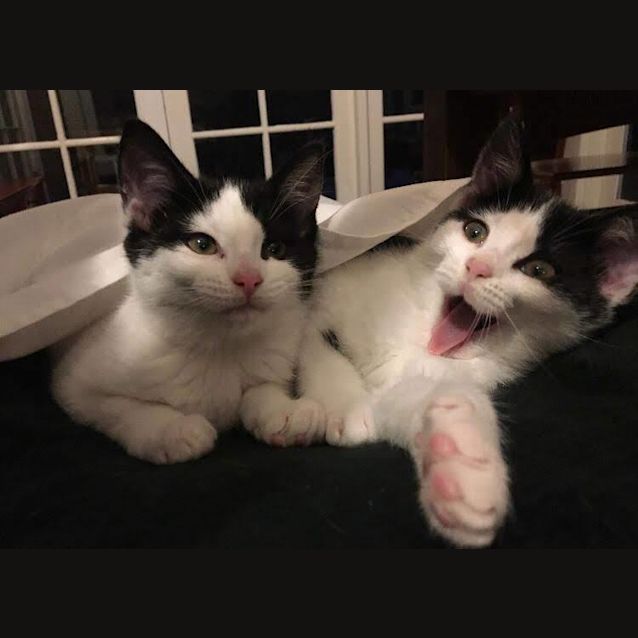 Photo of Mimmie And Moomoo