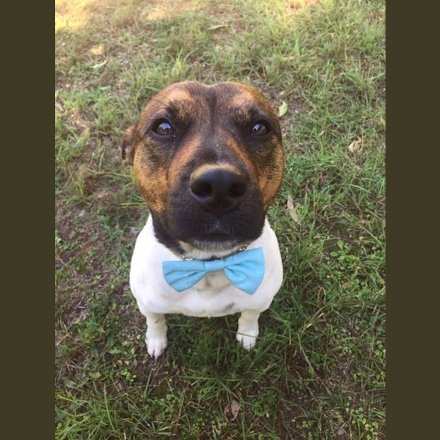 Photo of Bailey