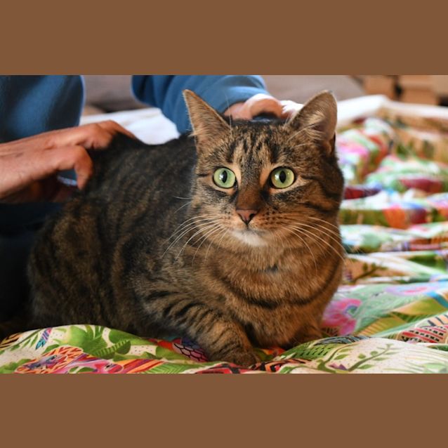 Photo of Tigga