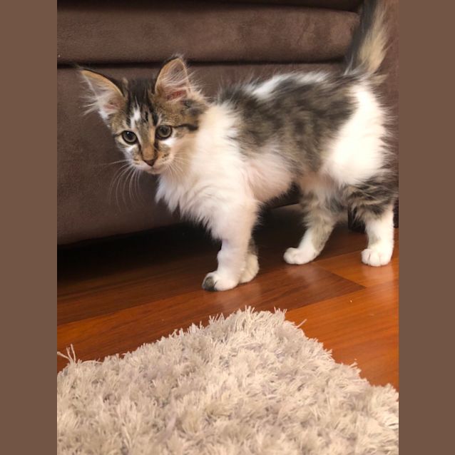 Photo of Missy