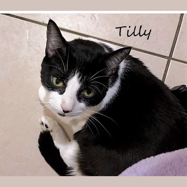 Photo of Tilly