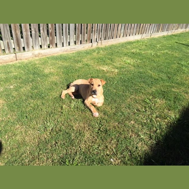 Photo of Louie 