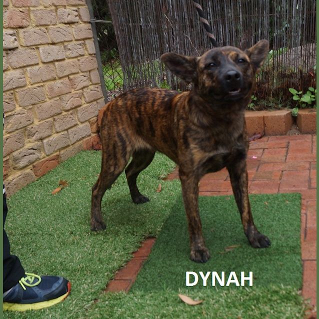 Photo of Dynah