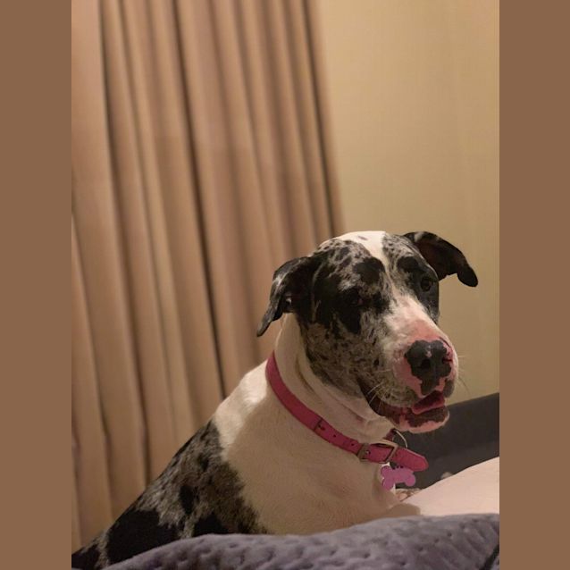 Photo of Muffin