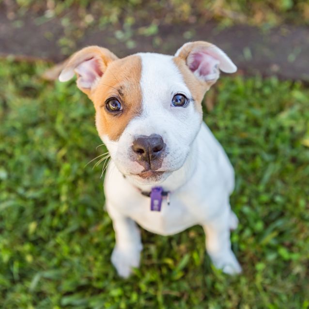 Photo of Chilli 🌶
