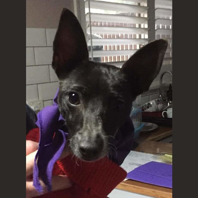 Photo of Daisy