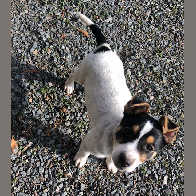 Photo of Echo