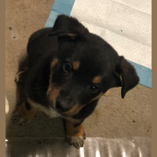 Photo of Silky 