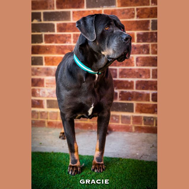 Photo of Gracie