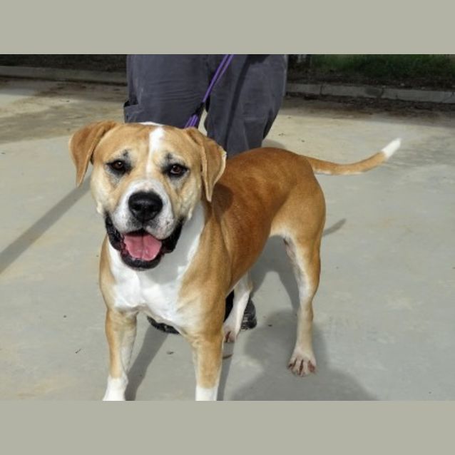 Photo of Daisy