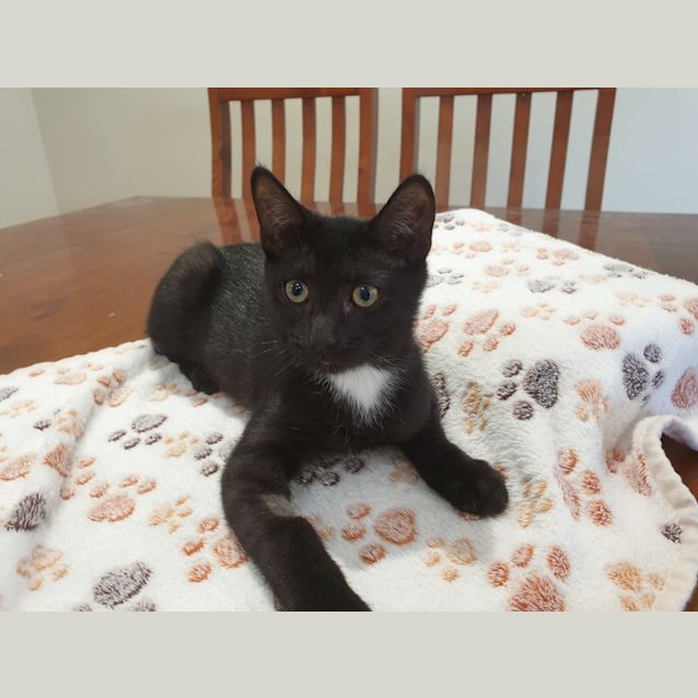 Photo of Ganache 