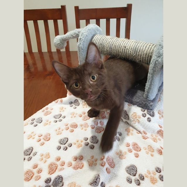 Photo of Hershey 