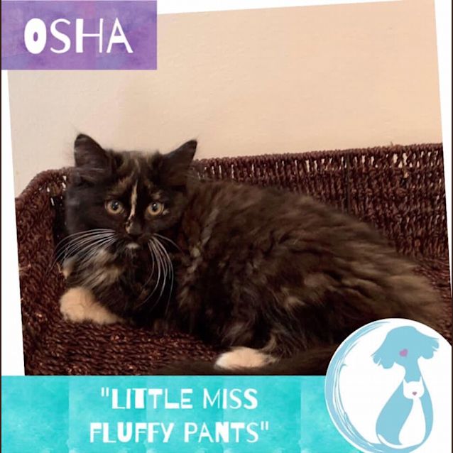 Photo of Osha 