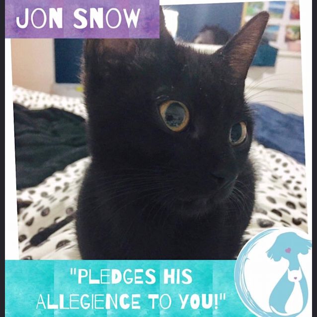 Photo of Jon Snow 