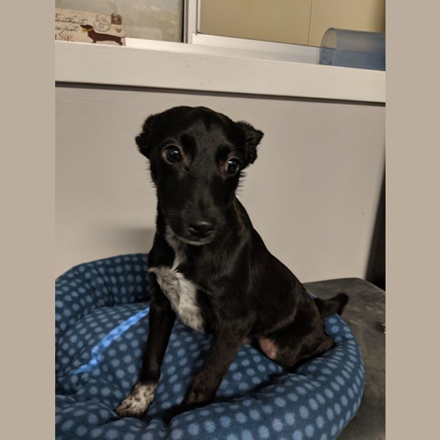 Photo of Onyx
