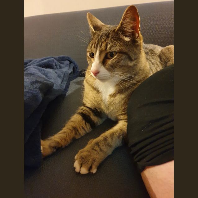 Photo of Cooper