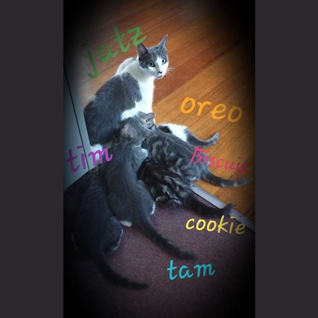 Photo of Cookie