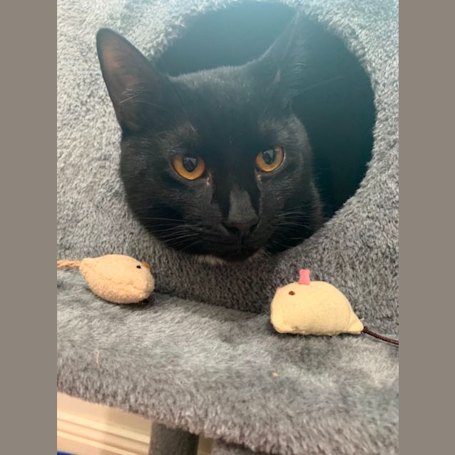 Photo of Tux
