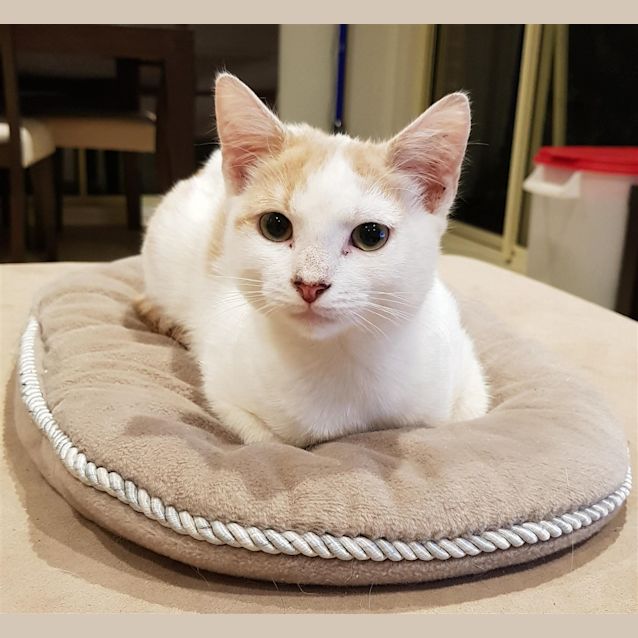 Photo of Caramel
