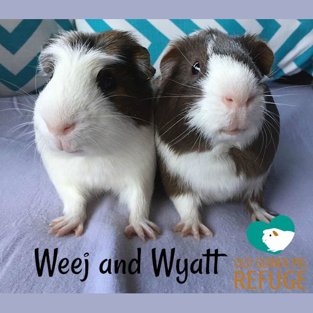 Photo of Weej And Wyatt