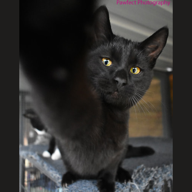 Photo of Cooper