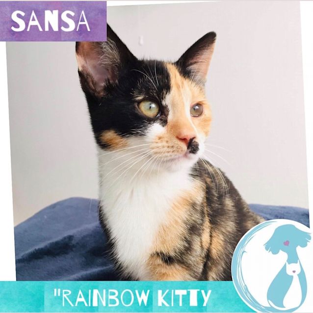 Photo of Sansa