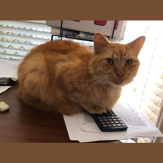 Photo of Leo Di Catio