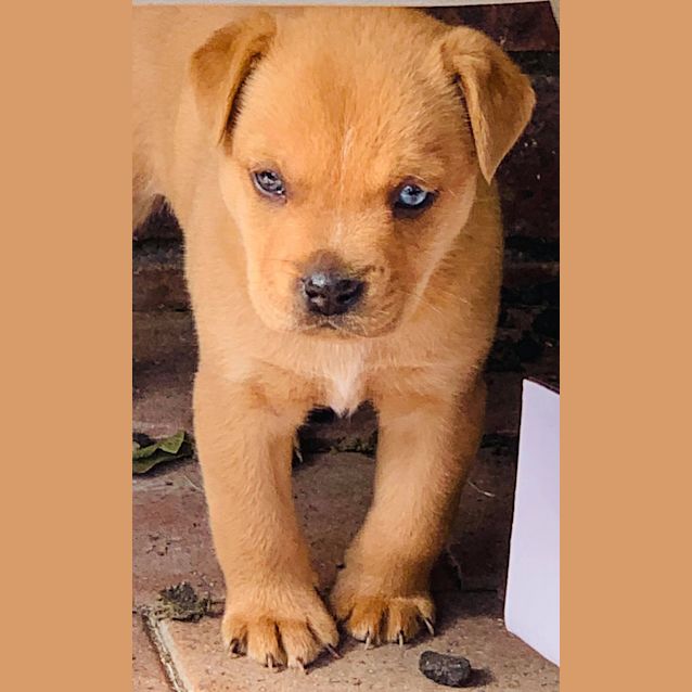 Photo of Cobalt 
