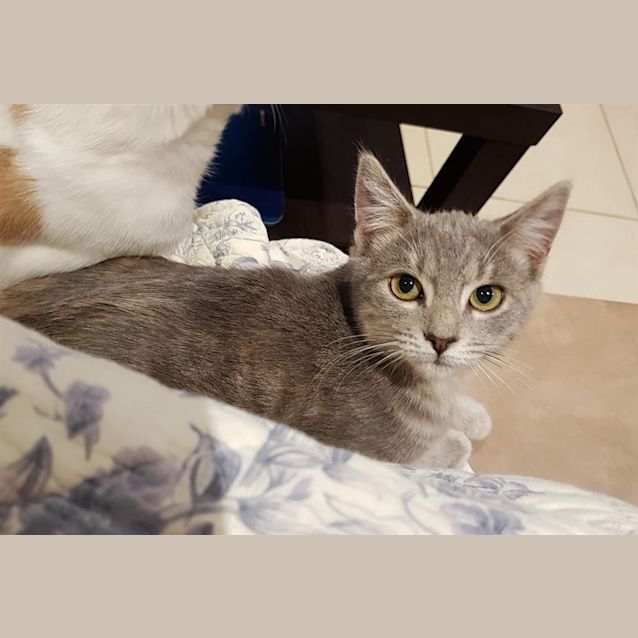 Photo of Pepper