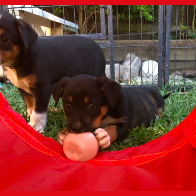 Photo of Aries 