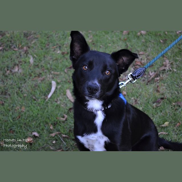 Photo of **On Trial** Scout  