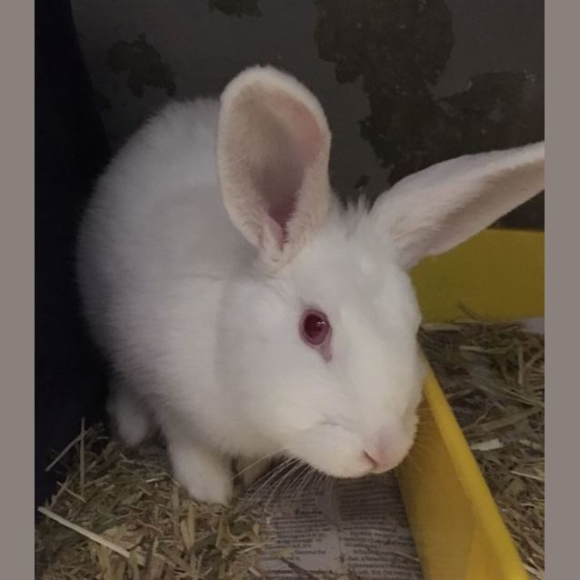 Photo of Alice In Bunderland