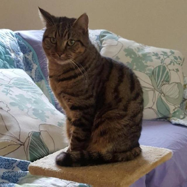 Photo of Jester