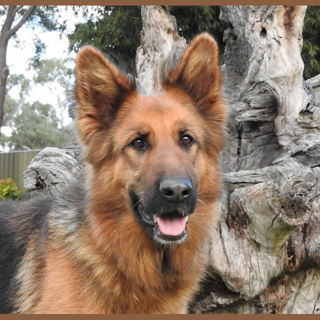 Photo of Sasha   Meet And Greet Organised