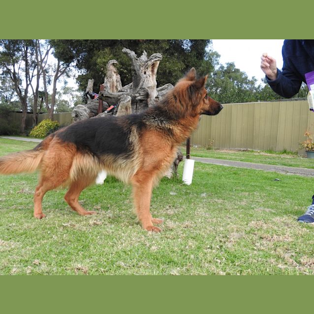 Photo of Sasha   Meet And Greet Organised