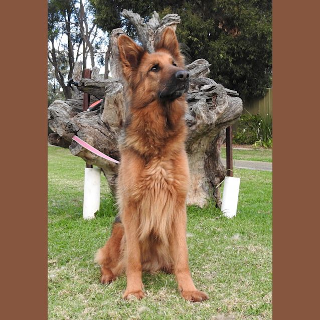 Photo of Sasha   Meet And Greet Organised