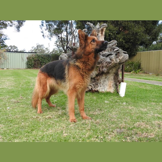 Photo of Sasha   Meet And Greet Organised