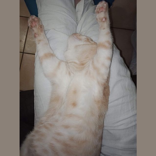 Photo of Poppet