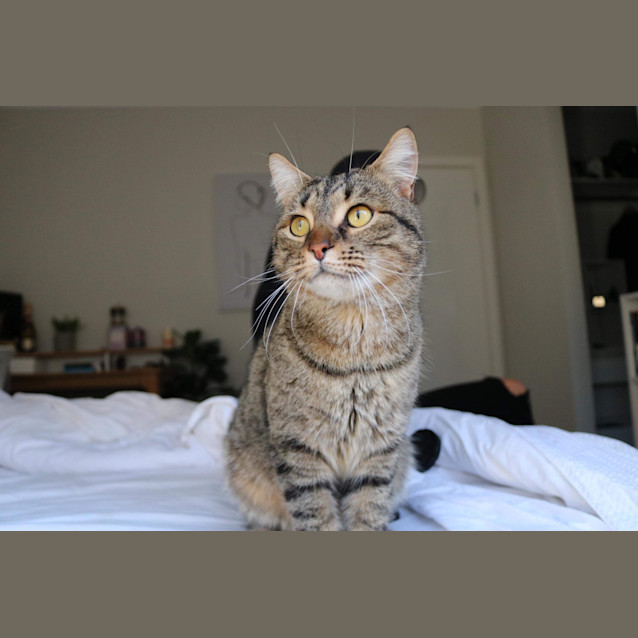Photo of Cheeseburger
