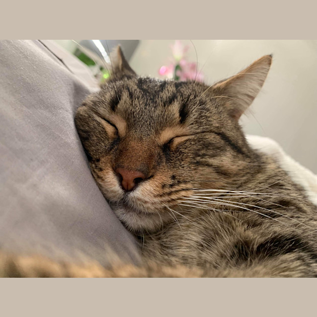 Photo of Cheeseburger