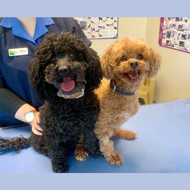 Photo of Fifi & Peppie