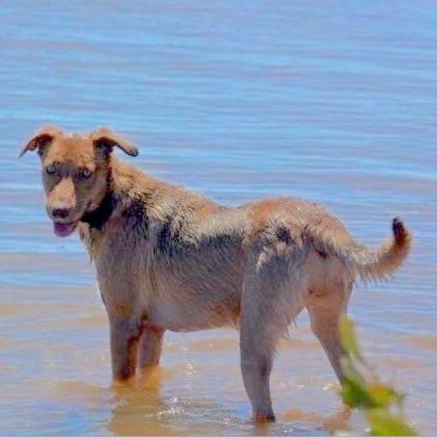 Photo of Ginger