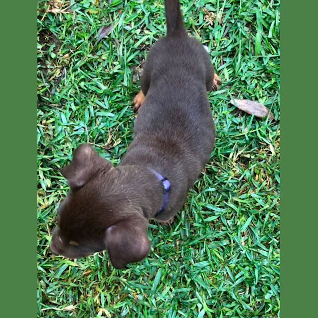 Photo of Pumpkin 