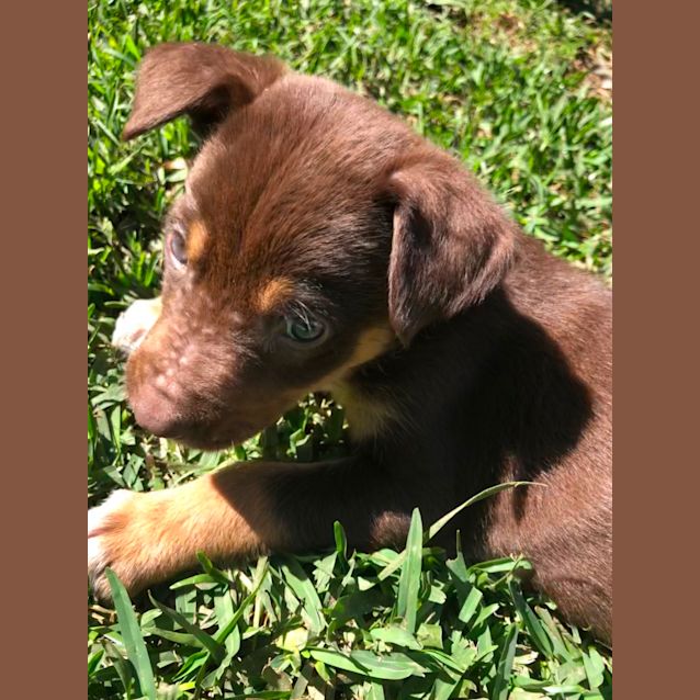 Photo of Rust