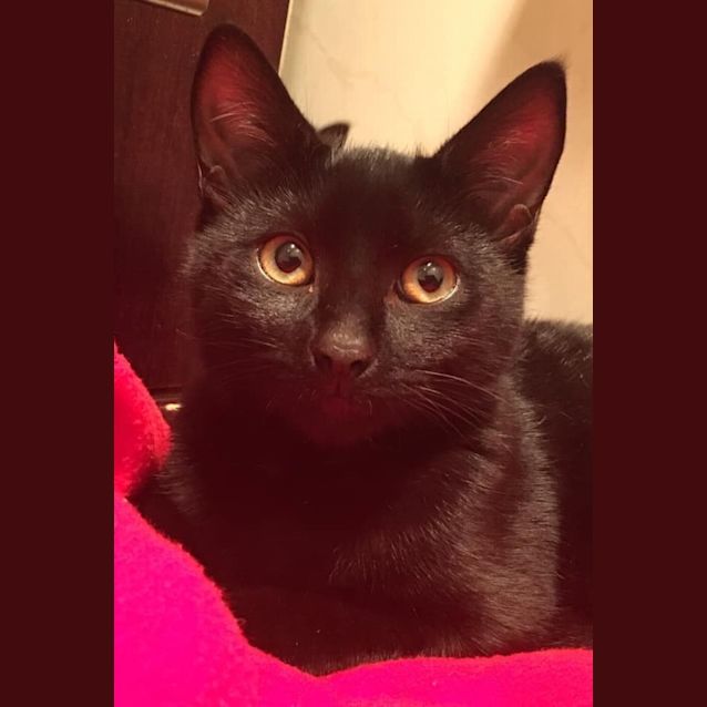 Photo of Archie